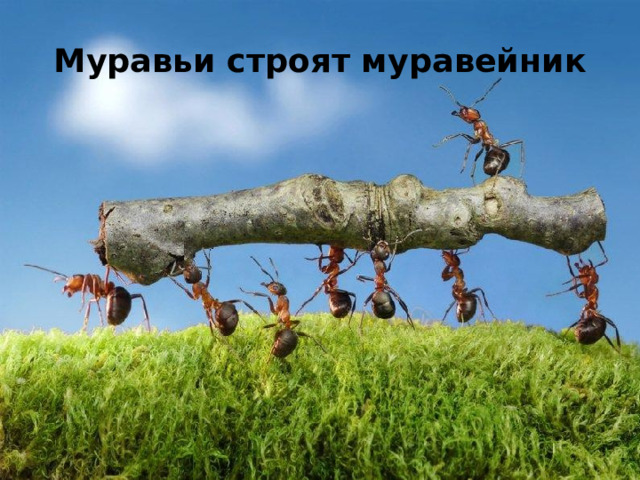 Муравьи строят муравейник 