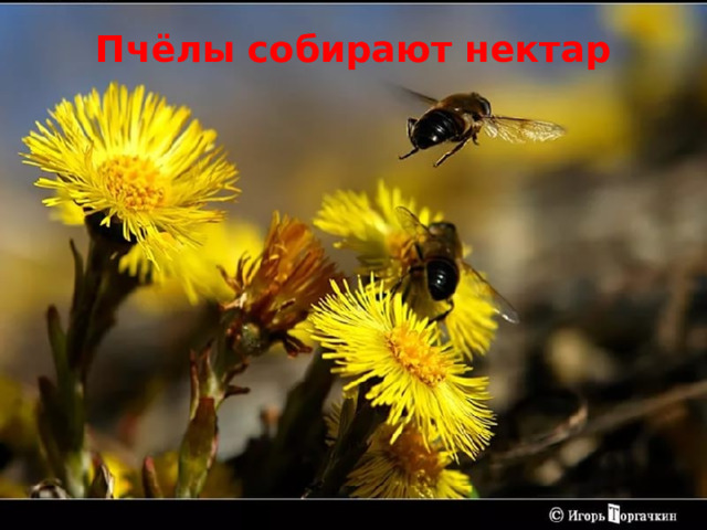 Пчёлы собирают нектар   