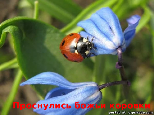  Проснулись божьи коровки 