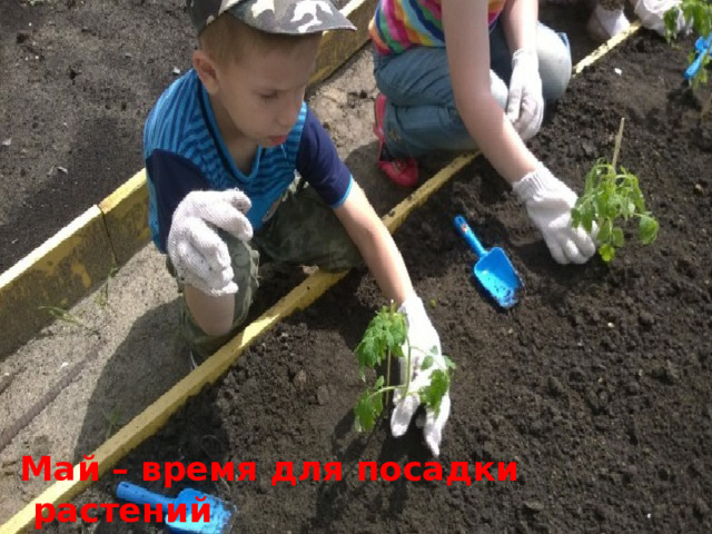  Май – время для посадки растений 