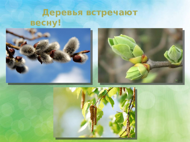  Деревья встречают весну! 