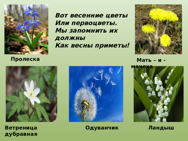 Вот весенние цветы Или первоцветы. Мы запомнить их должны Как весны приметы!  Пролеска  Мать – и - мачеха Ветреница дубравная  Одуванчик  Ландыш 