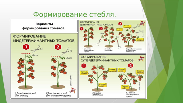 Описание стебля томата. Формирование стебля Соломина фаза выхода в трубку.