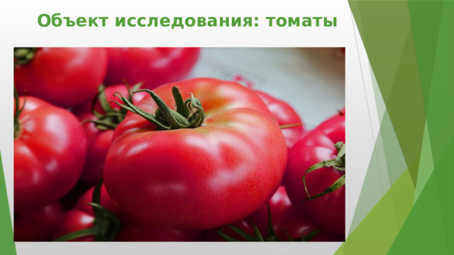 Объект исследования: томаты 