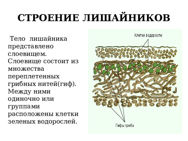 Тело лишайника состоит из гриба и водоросли. Лецидея зеленая лишайник. У лишайников водоросли расположены среди гиф.