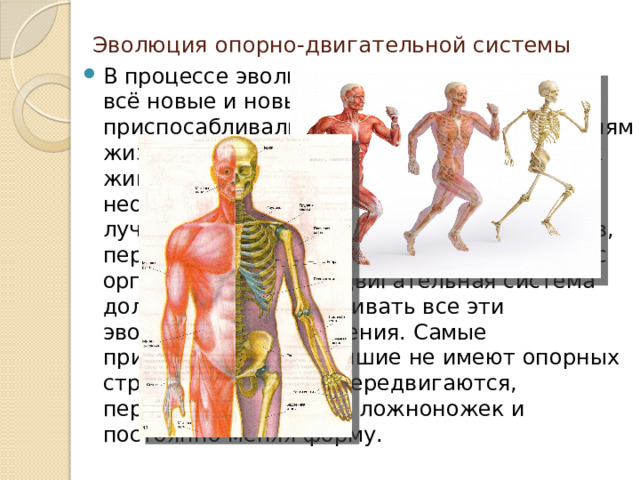 Развитие опорно двигательной системы 8 класс