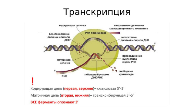 Транскрипция 