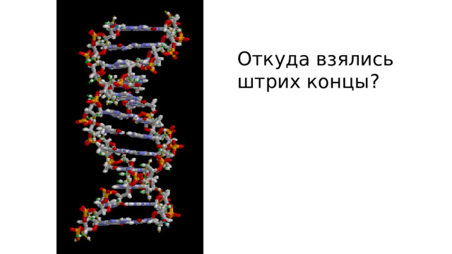 Откуда взялись штрих концы? 