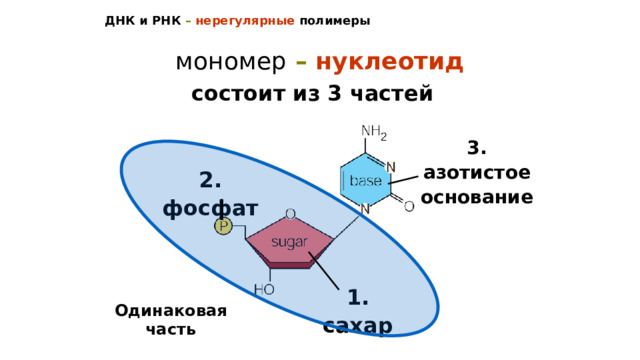 ДНК и РНК – нерегулярные  полимеры мономер – нуклеотид состоит из 3 частей 3. азотистое основание 2. фосфат  1. сахар Одинаковая часть 