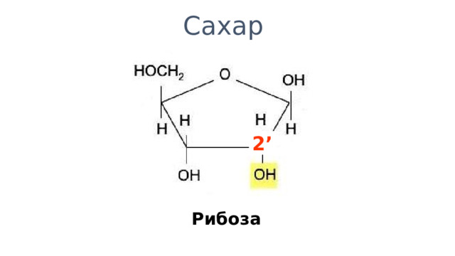 Сахар 2’ Рибоза 