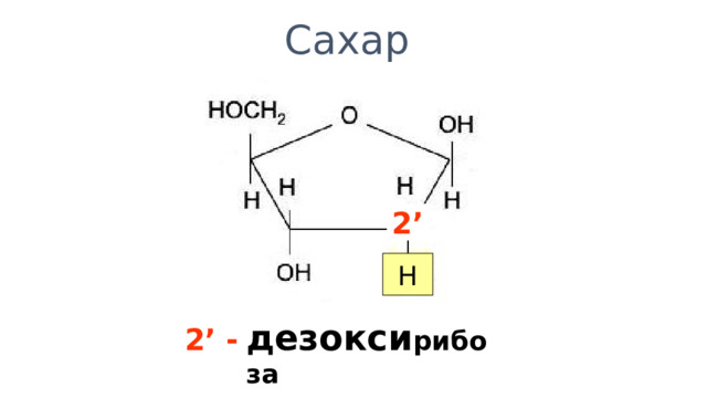 Сахар 2’ H дезокси рибоза 2’ - 