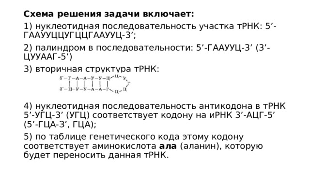 Схема решения задачи включает: 1) нуклеотидная последовательность участка тРНК: 5’-ГААУУЦЦУГЦЦГААУУЦ-3’; 2) палиндром в последовательности: 5’-ГААУУЦ-3’ (3’-ЦУУААГ-5’) 3) вторичная структура тРНК: 4) нуклеотидная последовательность антикодона в тРНК 5’-УГЦ-3’ (УГЦ) соответствует кодону на иРНК 3’-АЦГ-5’ (5’-ГЦА-З’, ГЦА); 5) по таблице генетического кода этому кодону соответствует аминокислота ала (аланин), которую будет переносить данная тРНК. 