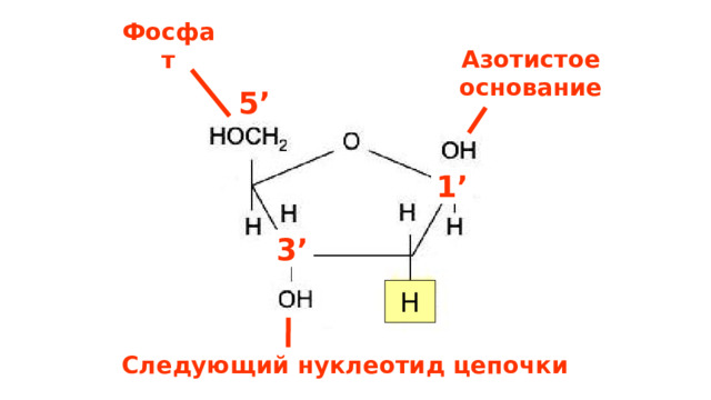 Фосфат Азотистое основание 5’ 1’ 3’ 3’ H Следующий нуклеотид цепочки 