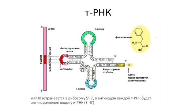 т-РНК 