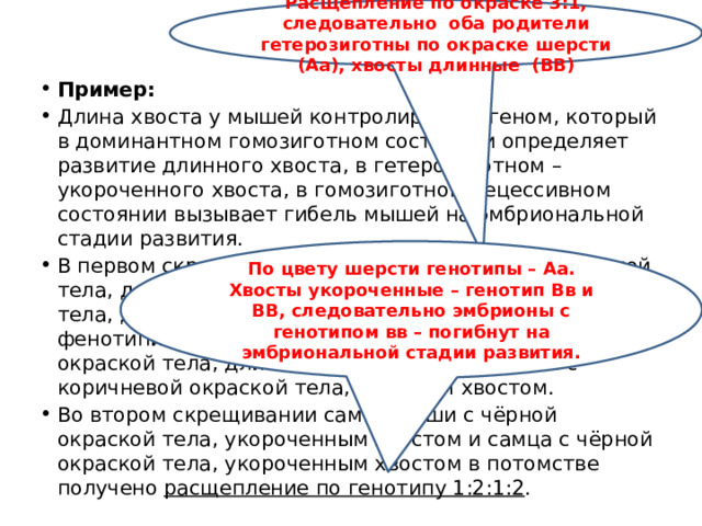 Расщепление по окраске 3:1, следовательно оба родители гетерозиготны по окраске шерсти (Аа), хвосты длинные (ВВ) Пример: Длина хвоста у мышей контролируется геном, который в доминантном гомозиготном состоянии определяет развитие длинного хвоста, в гетерозиготном – укороченного хвоста, в гомозиготном рецессивном состоянии вызывает гибель мышей на эмбриональной стадии развития. В первом скрещивании самки мыши с чёрной окраской тела, длинным хвостом и самца с чёрной окраской тела, длинным хвостом в потомстве получилось фенотипическое расщепление: три особи с чёрной окраской тела, длинным хвостом и одна особь с коричневой окраской тела, длинным хвостом. Во втором скрещивании самки мыши с чёрной окраской тела, укороченным хвостом и самца с чёрной окраской тела, укороченным хвостом в потомстве получено расщепление по генотипу 1:2:1:2 . По цвету шерсти генотипы – Аа. Хвосты укороченные – генотип Вв и ВВ, следовательно эмбрионы с генотипом вв – погибнут на эмбриональной стадии развития. 