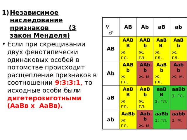 Независимое наследование признаков (3 закон Менделя) Если при скрещивании двух фенотипически одинаковых особей в потомстве происходит расщепление признаков в соотношении 9:3:3:1 , то исходные особи были дигетерозиготными (АаВв х АаВв).   ♀ ♂ АВ АВ Аb Аb ААВВ ААВb ААВb ж. гл. аВ аВ ж. гл. АаВВ аb аb ж. гл. ААbb АаВВ АаВb АаВb ж. гл. ж. м. АаВb АаВb ж. гл. ж. гл. ж. гл. ж. гл. ааВВ Ааbb ж. гл. Ааbb ж. м.  з. гл. ааВb ж. м. ааВb ааbb з. гл. з. гл. з. м. 