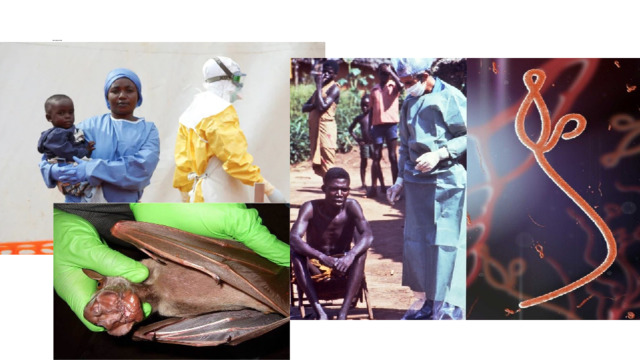 Лихорадка Эболы   