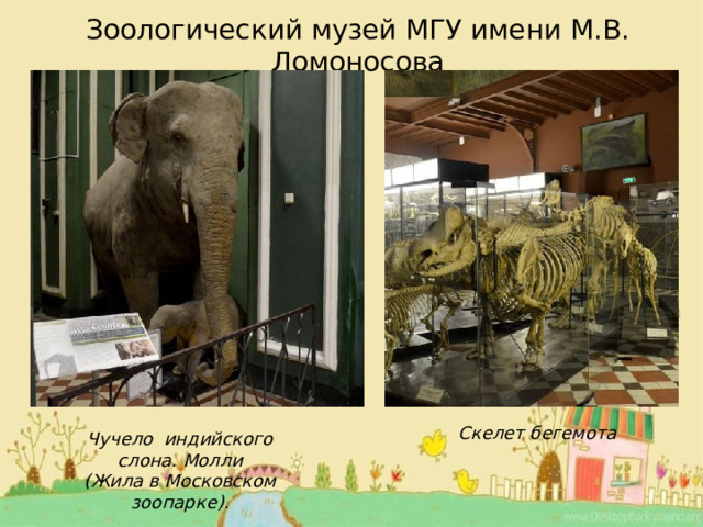 Зоологический музей МГУ имени М.В. Ломоносова Скелет бегемота Чучело индийского слона. Молли (Жила в Московском зоопарке). 