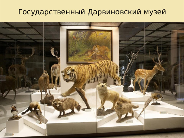 Государственный Дарвиновский музей 