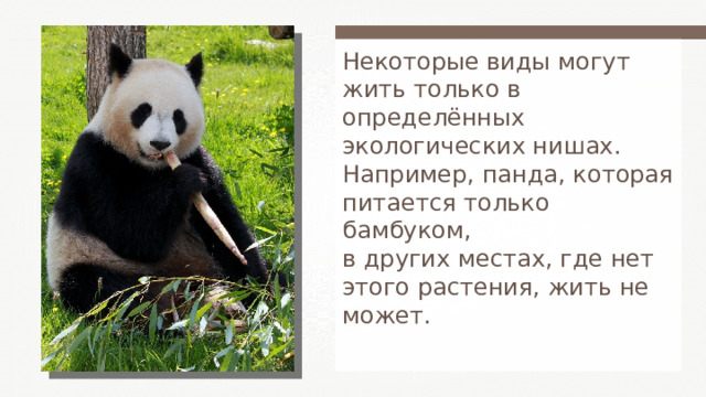Некоторые виды могут жить только в определённых экологических нишах. Например, панда, которая питается только бамбуком, в других местах, где нет этого растения, жить не может. 