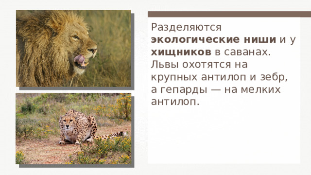 Разделяются экологические ниши и у хищников в саванах. Львы охотятся на крупных антилоп и зебр, а гепарды — на мелких антилоп. 