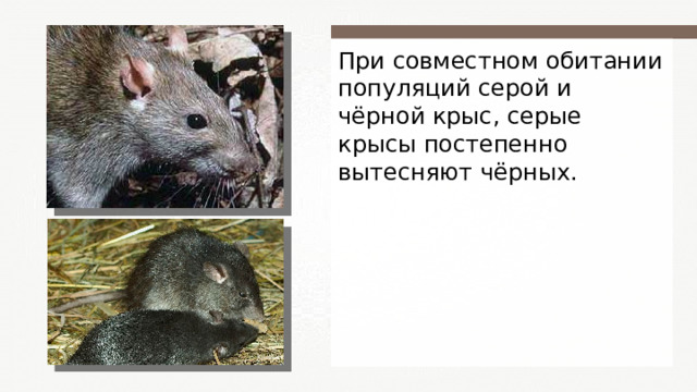 При совместном обитании популяций серой и чёрной крыс, серые крысы постепенно вытесняют чёрных. Kilessan 