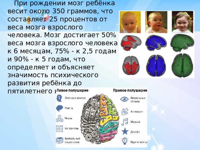  При рождении мозг ребёнка весит около 350 граммов, что составляет 25 процентов от веса мозга взрослого человека. Мозг достигает 50% веса мозга взрослого человека к 6 месяцам, 75% - к 2,5 годам и 90% - к 5 годам, что определяет и объясняет значимость психического развития ребёнка до пятилетнего возраста. 