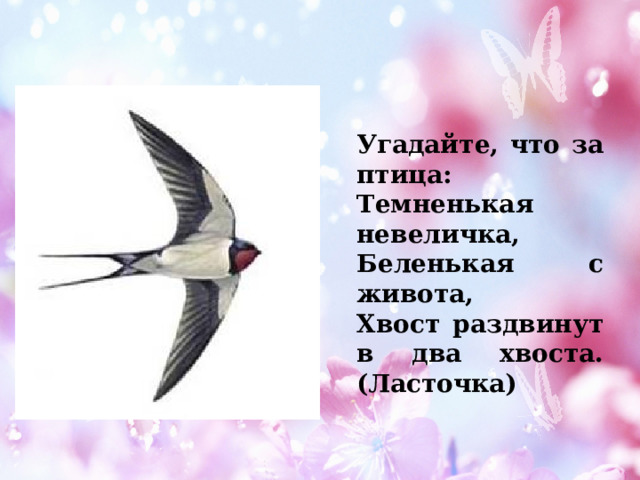 Угадайте, что за птица: Темненькая невеличка, Беленькая с живота, Хвост раздвинут в два хвоста. (Ласточка) 