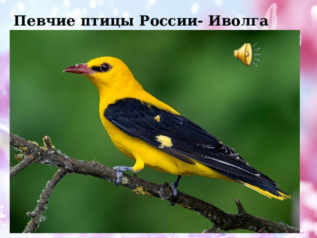 Певчие птицы России- Иволга 