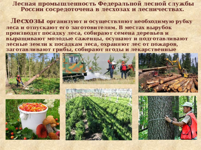  Лесная промышленность Федеральной лесной службы России сосредоточена в лесхозах и лесничествах.   Лесхозы организуют и осуществляют необходимую рубку леса и отпускают его заготовителям. В местах вырубок производят посадку леса, собирают семена деревьев и выращивают молодые саженцы, осушают и подготавливают лесные земли к посадкам леса, охраняют лес от пожаров, заготавливают грибы, собирают ягоды и лекарственные растения.      