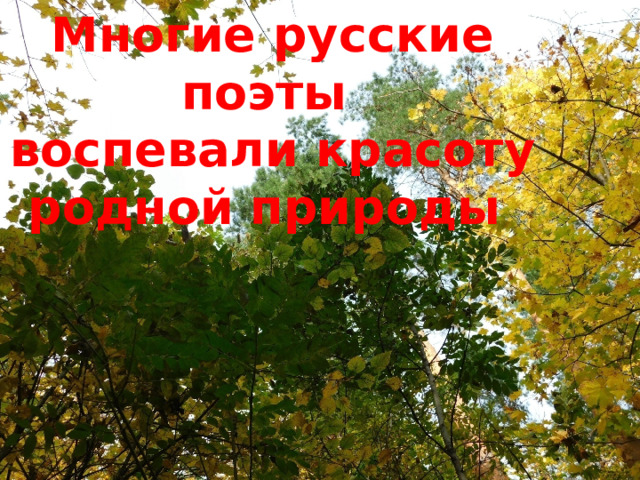Многие русские поэты воспевали красоту родной природы 