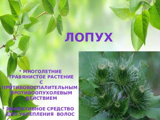       Лопух    Многолетние травянистое растение С противовоспалительным , Противоопухолевым действием  Эффективное средство Для укрепления волос 
