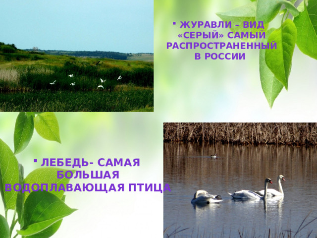 Журавли – вид «Серый» самый распространенный в россии      Лебедь- самая большая Водоплавающая птица 