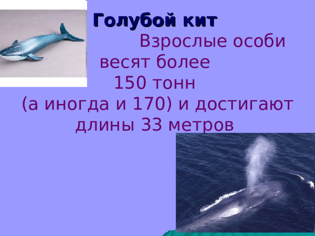     Голубой кит    Взрослые особи  весят более  150 тонн  (а иногда и 170) и достигают длины 33 метров  