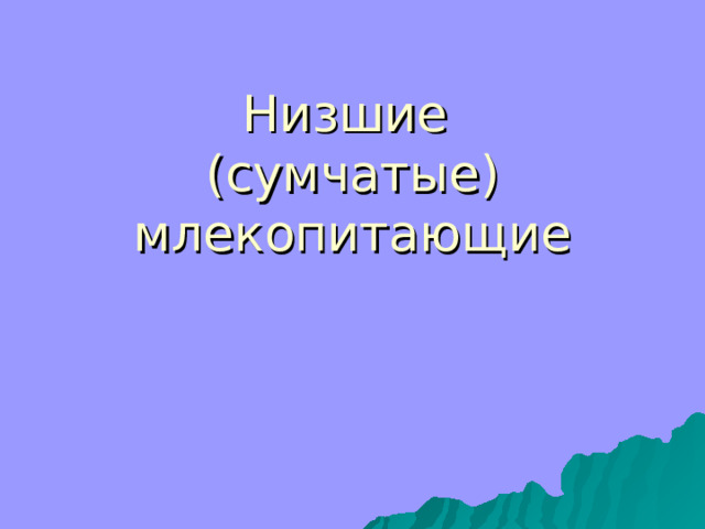 Низшие  (сумчатые)  млекопитающие 