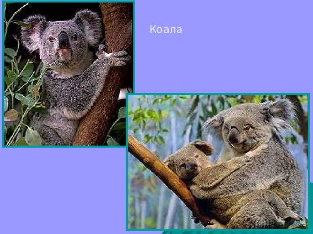 Коала 