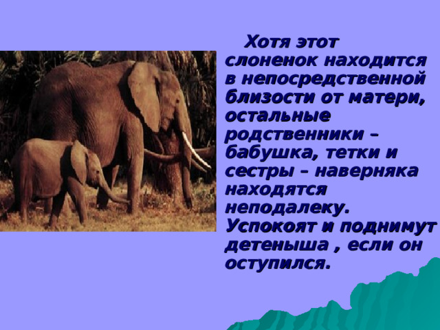  Хотя этот слоненок находится в непосредственной близости от матери, остальные родственники – бабушка, тетки и сестры – наверняка находятся неподалеку. Успокоят и поднимут детеныша , если он оступился. 