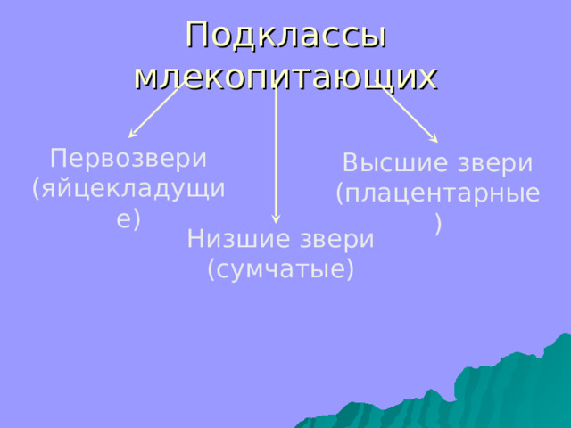 Подклассы млекопитающих Первозвери (яйцекладущие) Высшие звери (плацентарные) Низшие звери (сумчатые) 