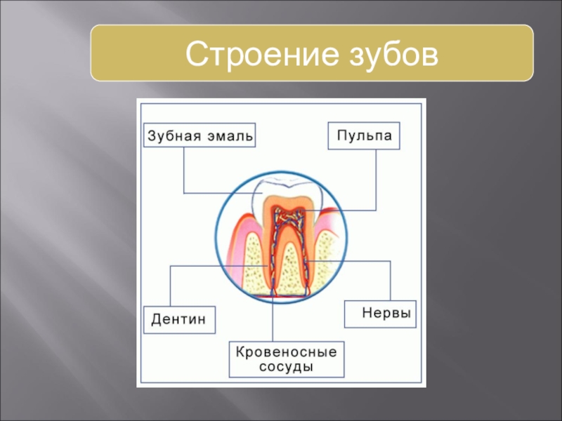 Анатомия зубов для стоматологов презентация