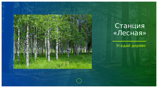 Станция «Лесная» Угадай дерево 1 