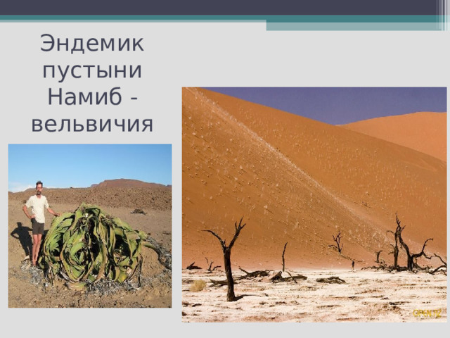 Эндемик пустыни Намиб - вельвичия 