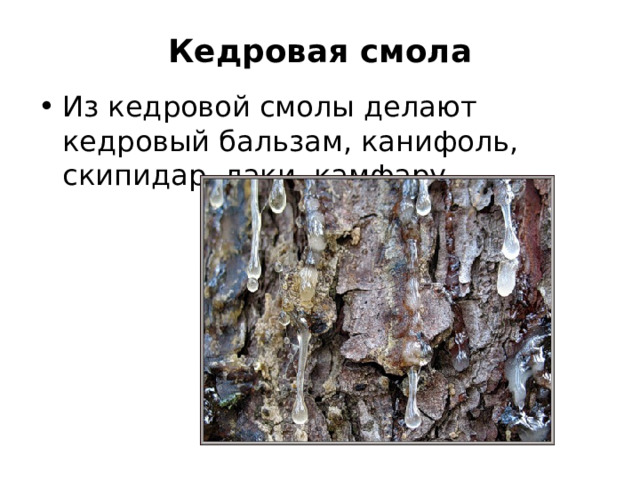 Кедровая смола Из кедровой смолы делают кедровый бальзам, канифоль, скипидар, лаки, камфару. 