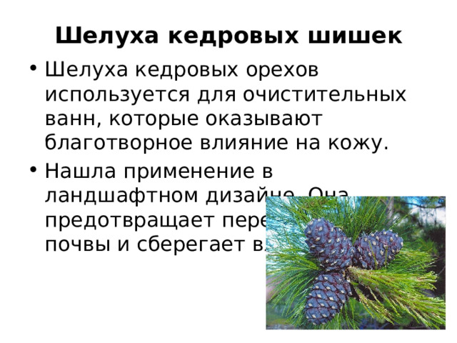 Шелуха кедровых шишек Шелуха кедровых орехов используется для очистительных ванн, которые оказывают благотворное влияние на кожу. Нашла применение в ландшафтном дизайне. Она предотвращает пересыхание почвы и сберегает влагу. 