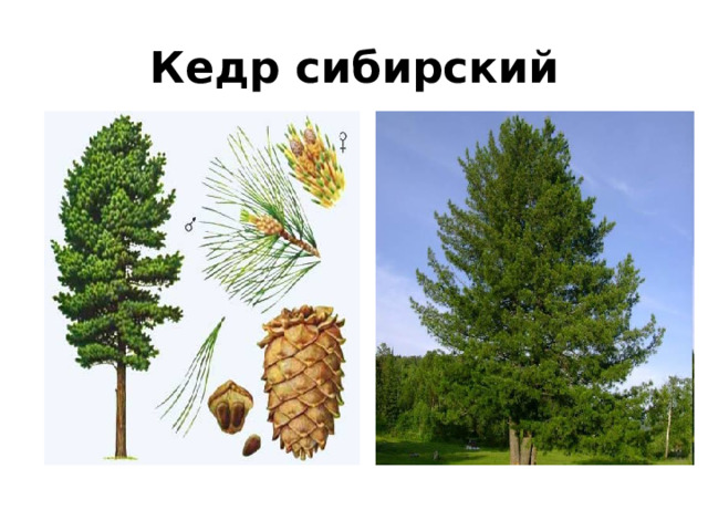 Кедр сибирский 