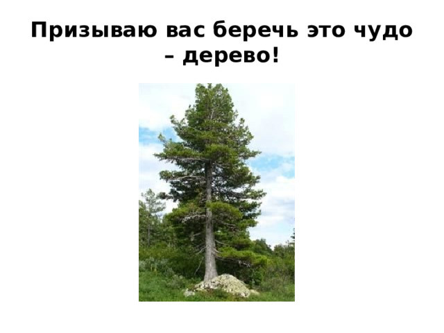Призываю вас беречь это чудо – дерево! 