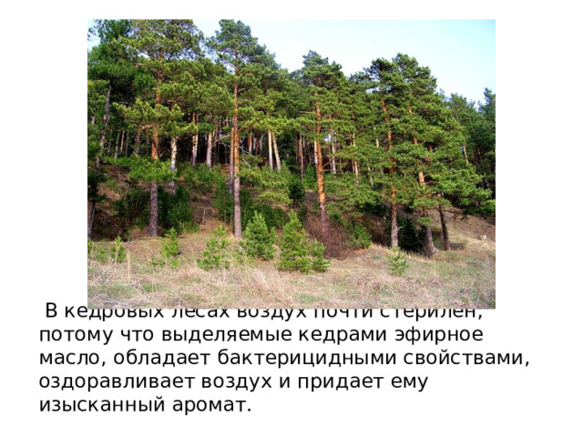  В кедровых лесах воздух почти стерилен, потому что выделяемые кедрами эфирное масло, обладает бактерицидными свойствами, оздоравливает воздух и придает ему изысканный аромат. 