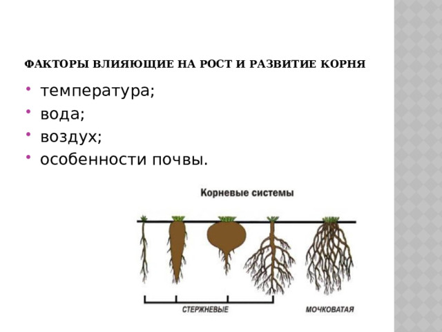    Факторы влияющие на рост и развитие корня   температура; вода; воздух; особенности почвы. 