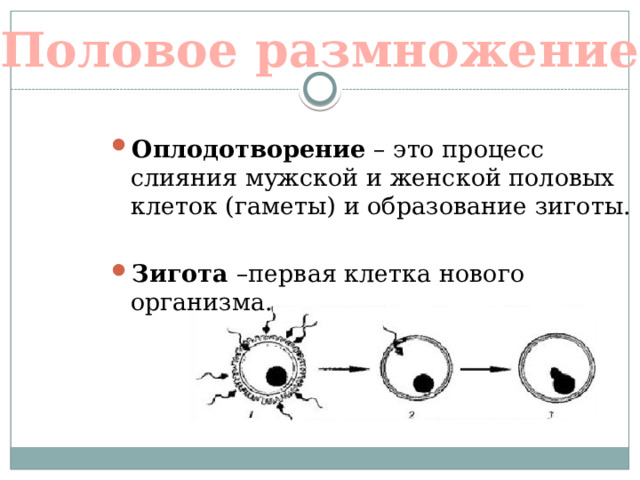 Как называется слияние мужских и женских гамет