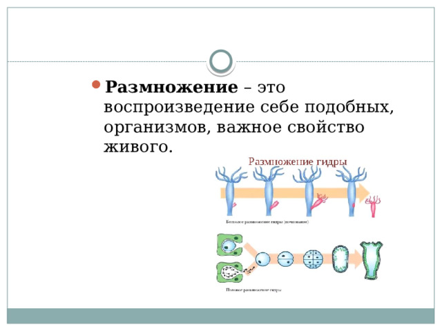 Воспроизводство организмами себе подобных. Размножение. Микроналтное размножение это.