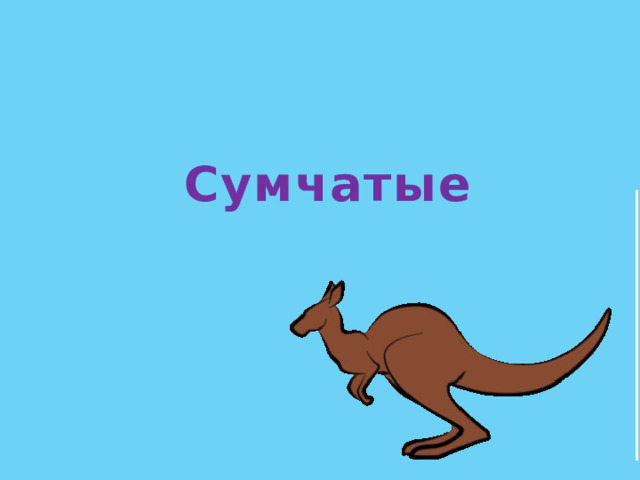 Сумчатые 